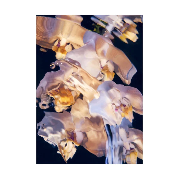 Paper Collective Flora Aquatica 01 Poster '70x100 cm'